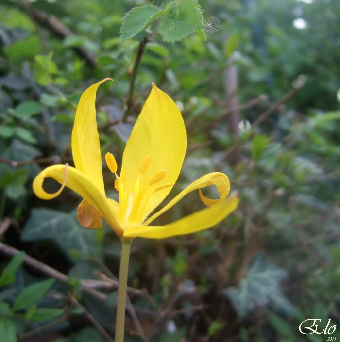 Une fleur jaune dont je n'ai pas le nom mais qui m'a fascinée...