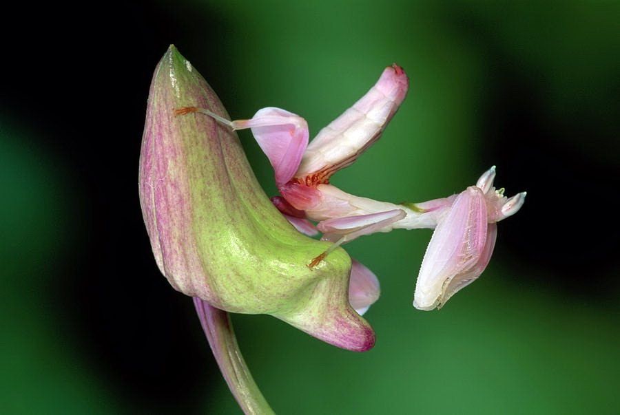 Hymenopus coronatus ... 