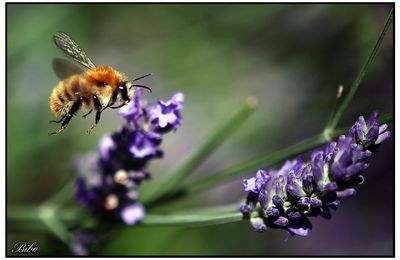 Andrena fulva en vol