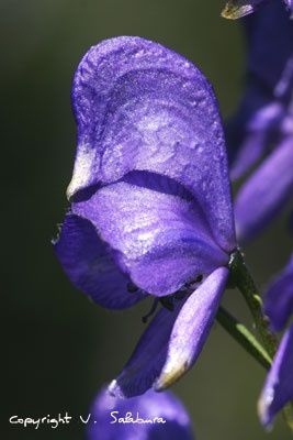 Des fleurs tout en couleurs