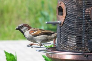 Haussperling und Feldsperling