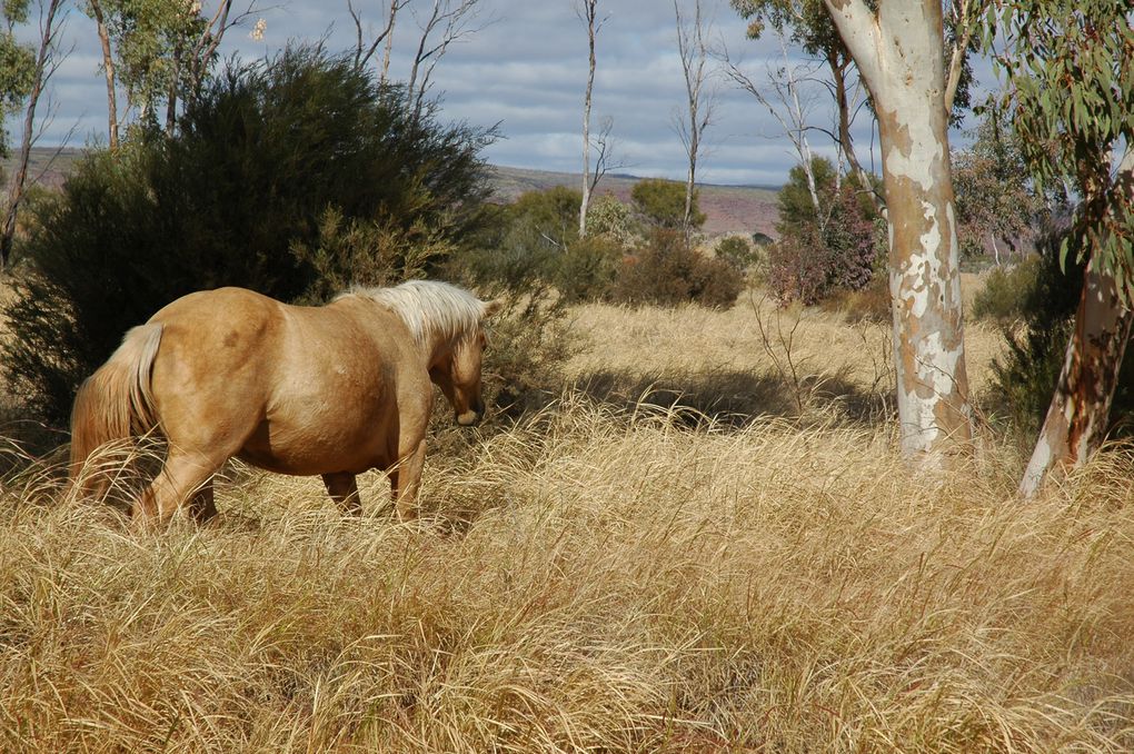 Album - 39 Outbacktrip von Prot-Augsta nach Alice Springs - Teil 2