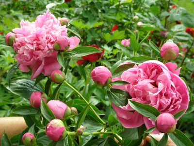 Album - fleurs côté jardin