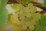 #White Savagnin Producers Australia Vineyards 