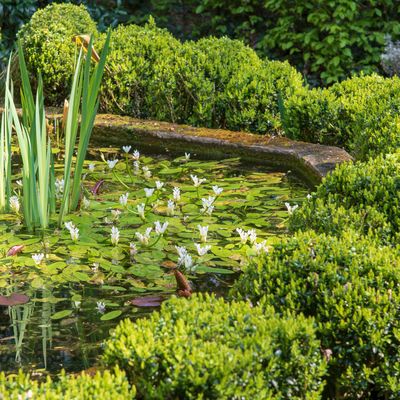 Créer un jardin d'eau en permaculture..................