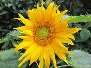 Sonnenblumen mit Florfliege und Hummel