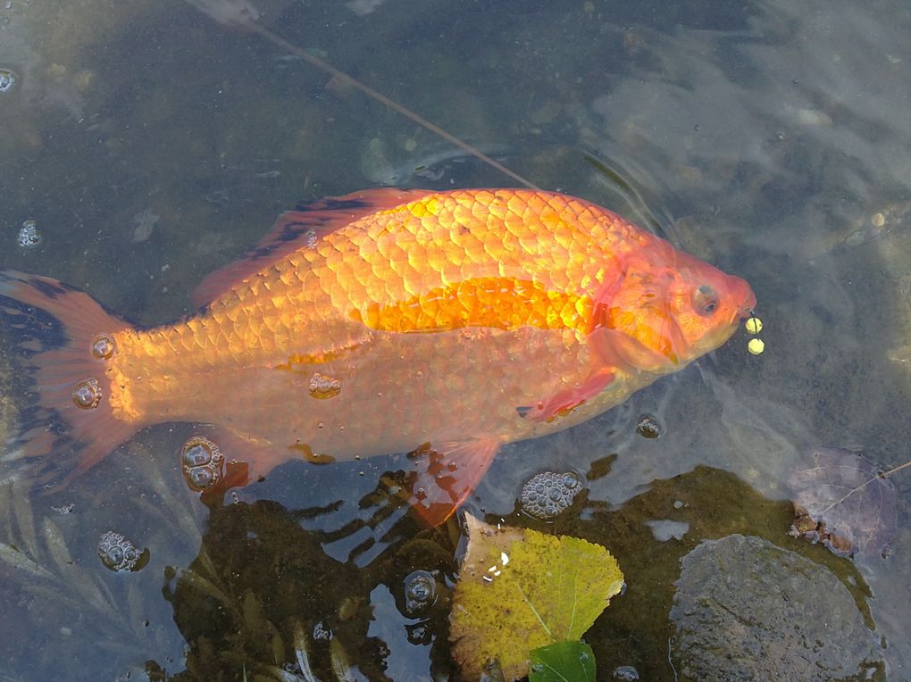 Une série de photos de carpes prise a la mouche