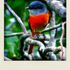 Minivet mandarin