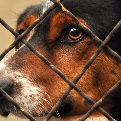San Francisco force les animaleries à ne vendre que des bêtes abandonnées