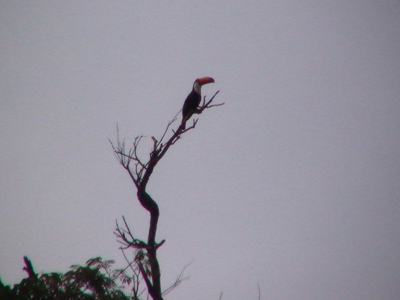 Album - 19. Chutes-Iguazu