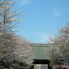 Alors, c'est comment, la pleine floraison? (sakura,cerisiers du Japon)