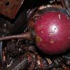 Manilkara bidentata subsp. surinamensis