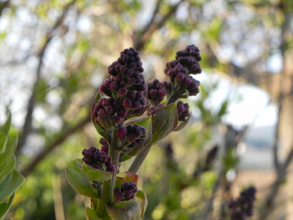 floraison, fleurs et jeunes pousses de printemps...
La nature s'éveille, et les jardins, parcs, bois laissent éclater une multitudes de couleurs, de senteurs, de formes.
La vie reprend son droit après l'hiver