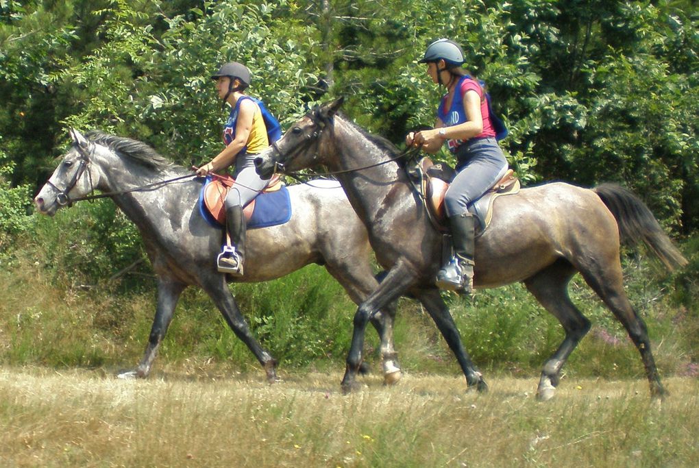 les chevaux , du poulain à la compétition...