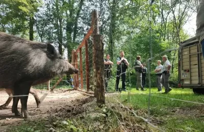 "C'est dégueulasse !" : nouveau rebondissement dans l'affaire des sangliers de La Ferté-Saint-Aubin