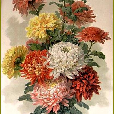 Les fleurs par les grands peintres -  Paul de Longpré (1855-1911)​​​​​​​ - chrysanthème