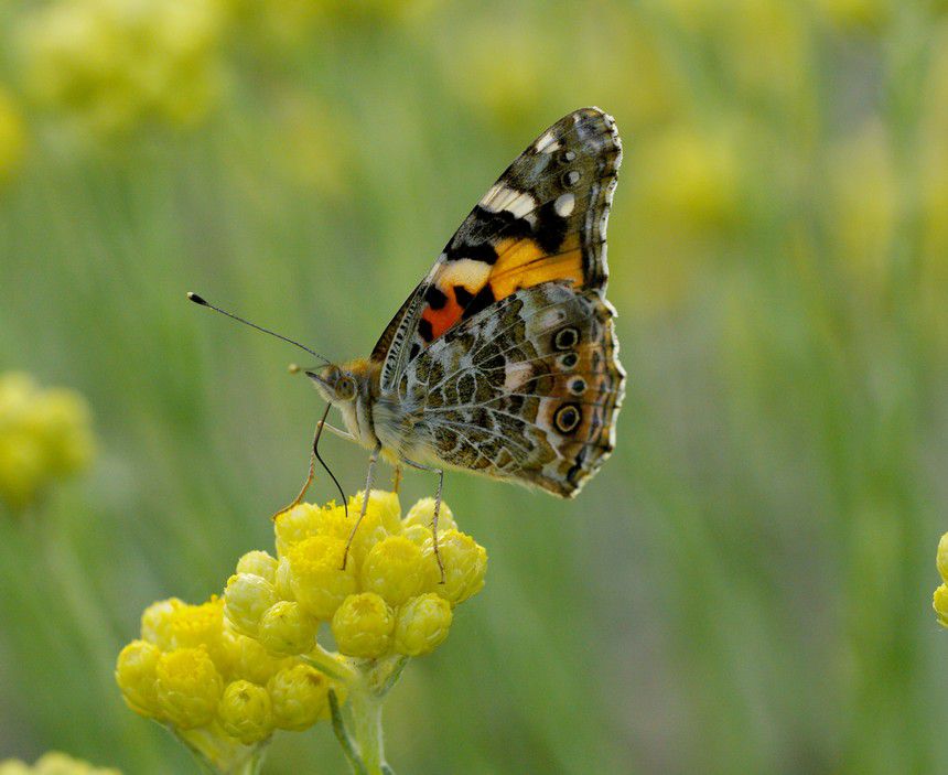 Album - Macro-Papillons