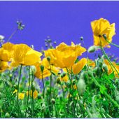 coquelicot - Images du Beau du Monde