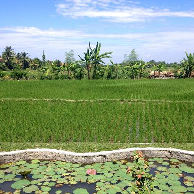 BALI : Ubud