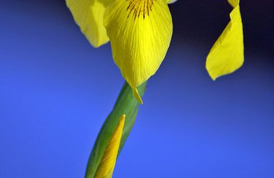 L'iris des marais