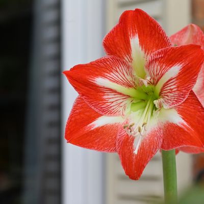 La main qui verdit ?