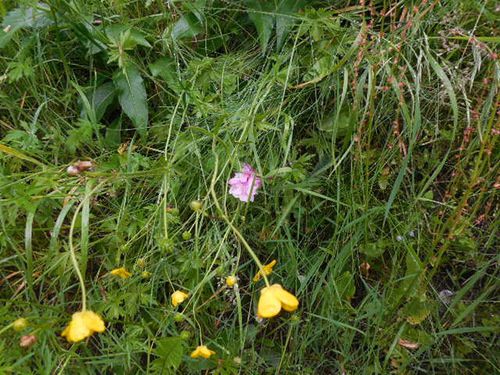 Cauterets au mois de mai.... paysages et fleurs sauvages !