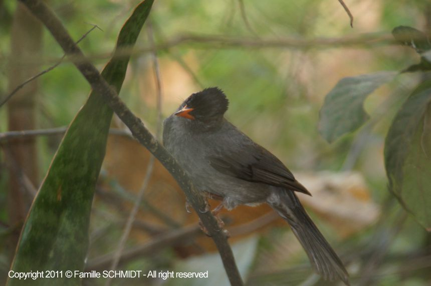 Tous les oiseaux et roussettes, que nous croisons dans nos promenades ou dans notre jardin