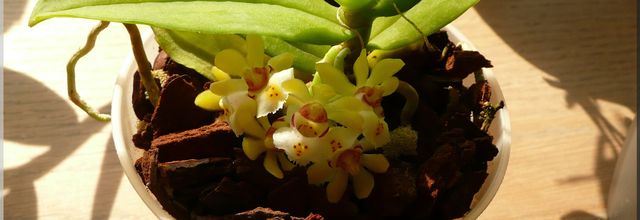 Gastrochilus japonicus