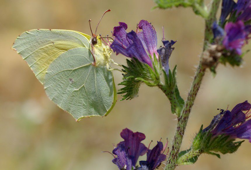 Album - Macro-Papillons