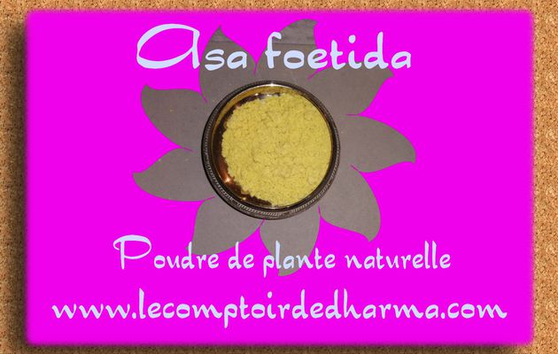  Asa Foetida plante en poudre