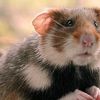 Hamster d’Alsace: la France rappelée à l’ordre par la justice européenne