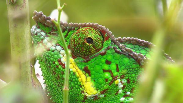 Album - reptiles-et-amphibiens-de-la-reunion