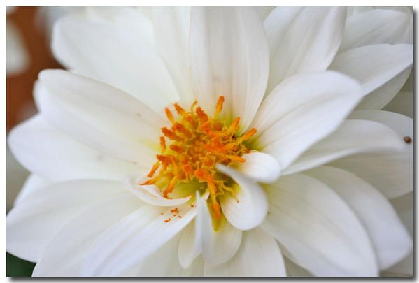 Album - fleurs-et-feuilles