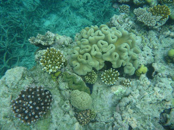 Album - Great Barrier Reef