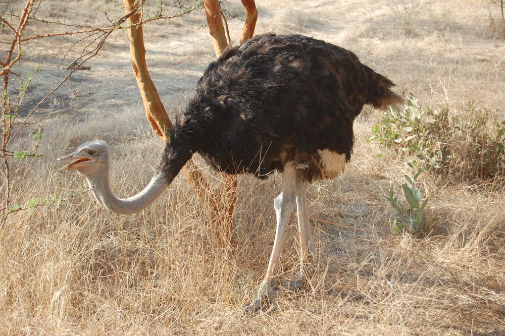 L'album de notre voyage au Sénégal en janvier 2014, le premier mais nous espérons qu'il y en aura d'autres tant ce pays est attachant.