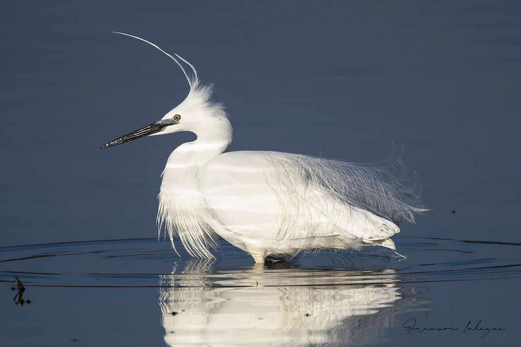 Photos de la baie de Somme, paysages, oiseaux, grande aigrette, Highland Cattle, Blockhaus, aigrette garzette, phoques gris, dunes, pêche aux coques, pêche à pied, coucher de soleil