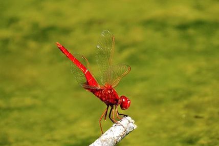 Libellule écarlate (Crocothemis erythraea).