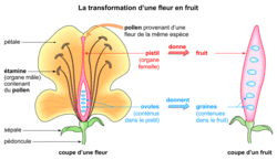 L'origine d'une graine