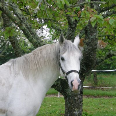 Et si nous prenions le temps d'écouter les chevaux...