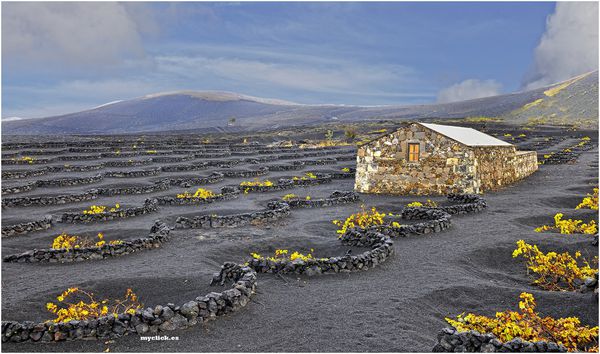 Los jardineros turísticos de La Geria