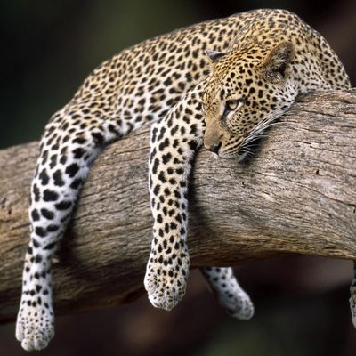Jaguar - Félin - Photographie - Wallpaper - Free
