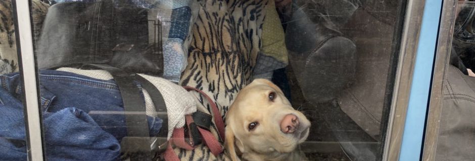 LA FBB SE MOBILISE POUR VENIR EN AIDE AUX ANIMAUX VICTIMES DE LA GUERRE EN UKRAINE !