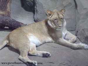 Elefanten Victor und Drumbo, Erdmännchen, Sandkatze, Löwin, Sumatra-Tiger, Bisons, Braunbären