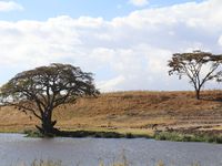 Cratère du Ngorongoro - secteur Ngoitokitok