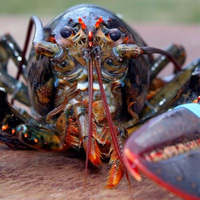 Vers une interdiction de faire bouillir des homards vivants au Royaume-Uni