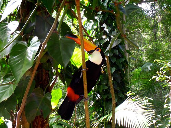 Parque des aves - Chutes d'Iguaçu