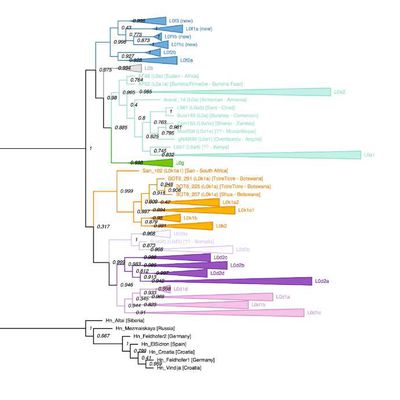 Origines humaines au Botswana & Phylogénétique des premières Branches : Et si les Haplogroupes démontraient l'Existence de Sous-espèces humaines ? 