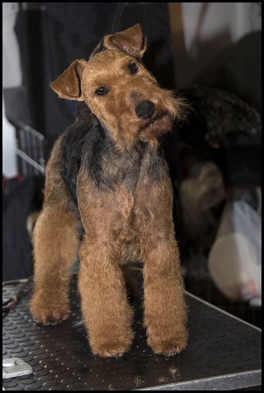 12 Déc 2015 : Nantes Dog Show (CACS)