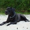 Photos de Cléa notre cane corso à 15 mois