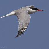 Sterne pierregarin - Sterna hirundo - Common Tern